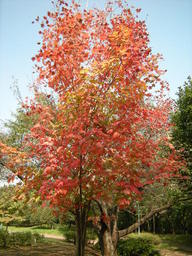 �������̖݂�