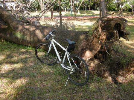 �������̖݂�