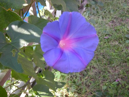 �������̖݂�