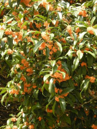 �������̖݂�