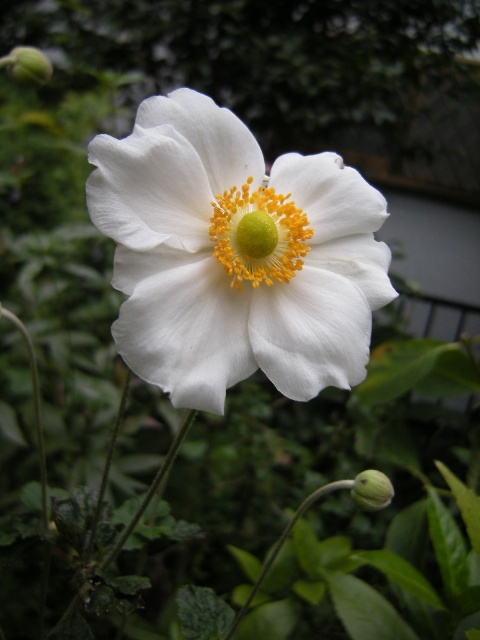 �������̖݂�