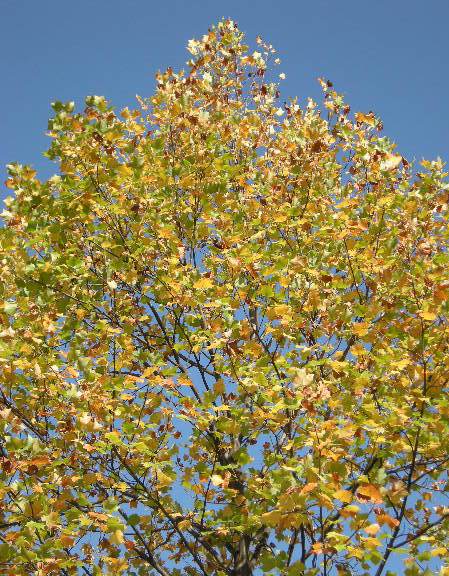 �������̖݂�