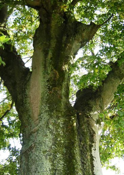 �������̖݂�