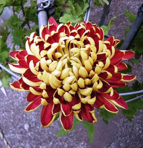 �������̖݂�