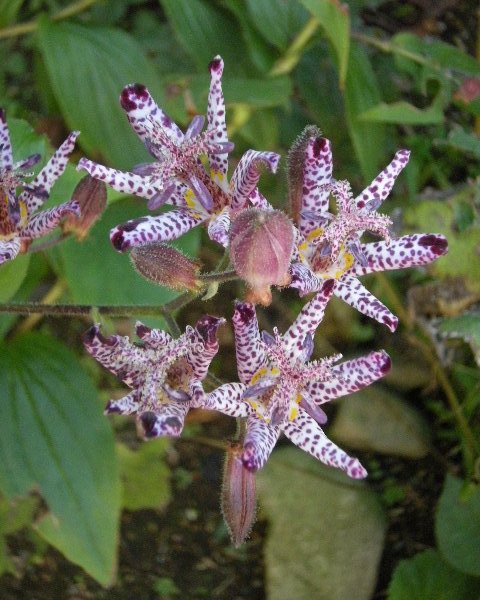 �������̖݂�