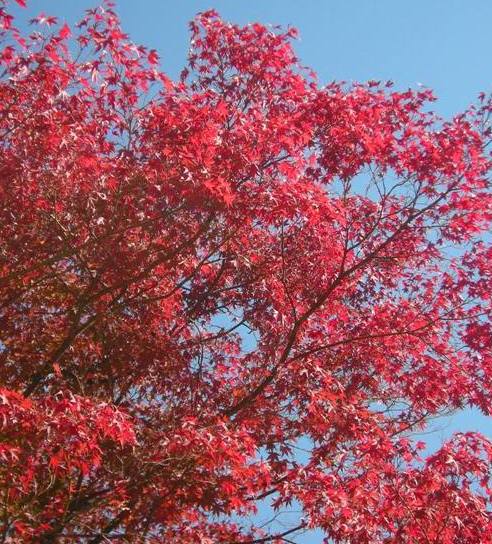 �������̖݂�