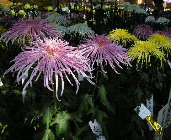 �������̖݂�