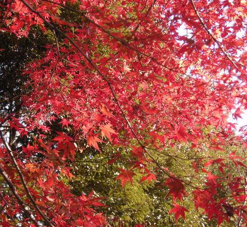 �������̖݂�