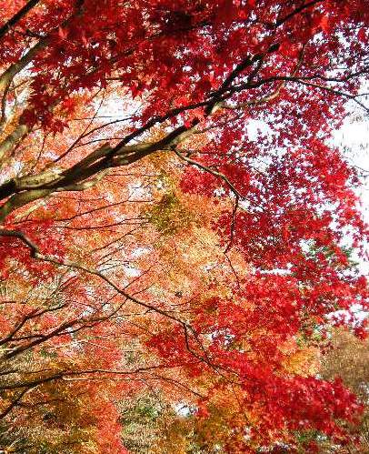 �������̖݂�