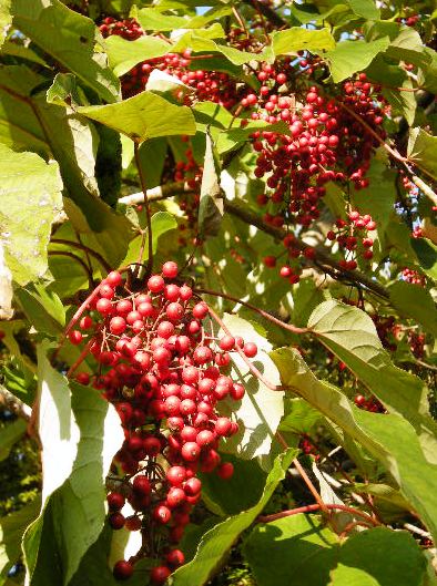 �������̖݂�