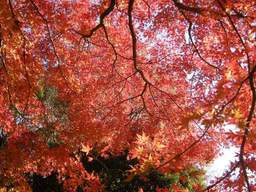 �������̖݂�