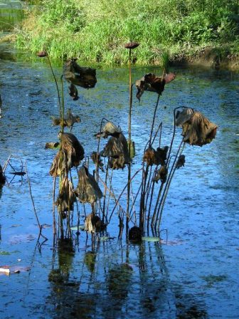 �������̖݂�