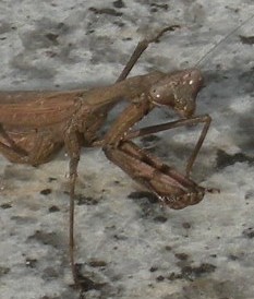 �������̖݂�