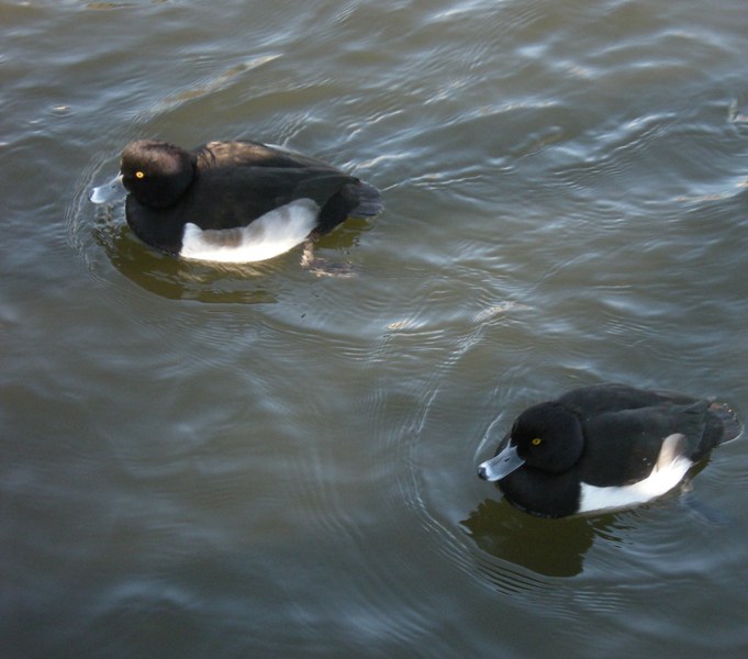 �������̖݂�