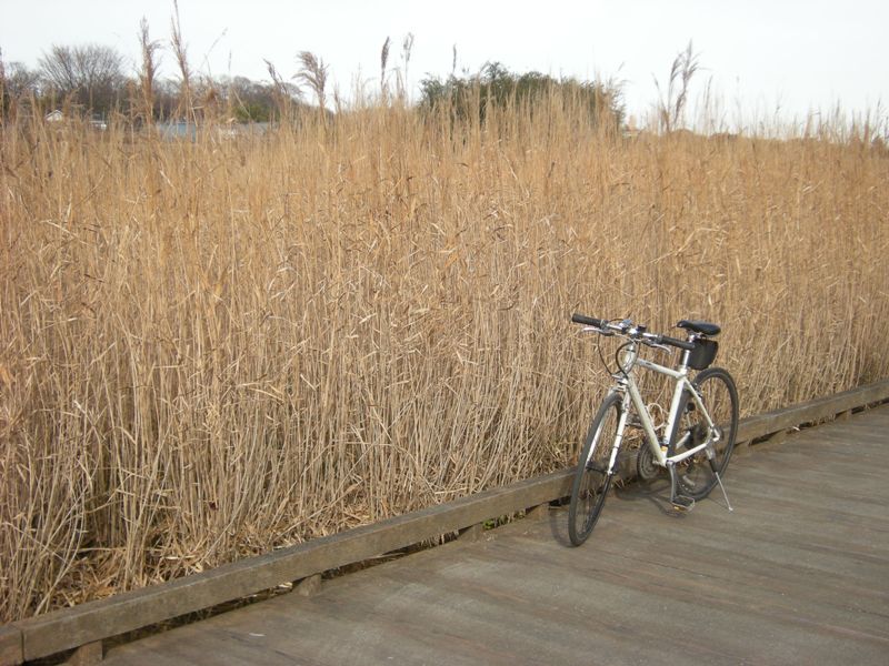 �������̖݂�