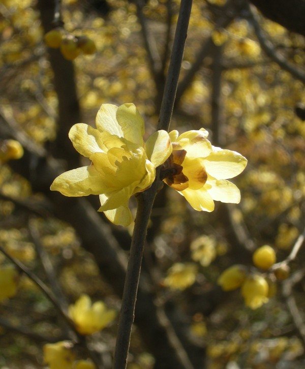 �������̖݂�