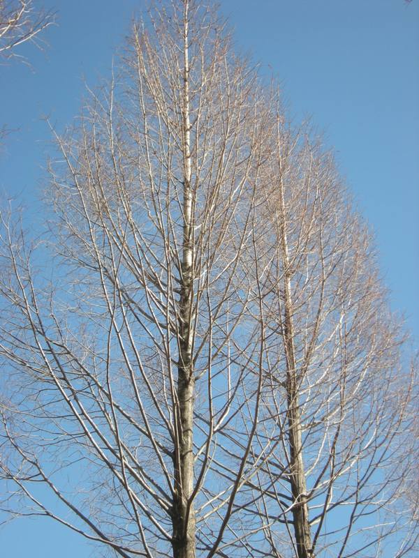 �������̖݂�