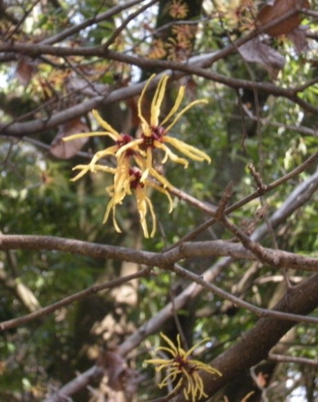 �������̖݂�