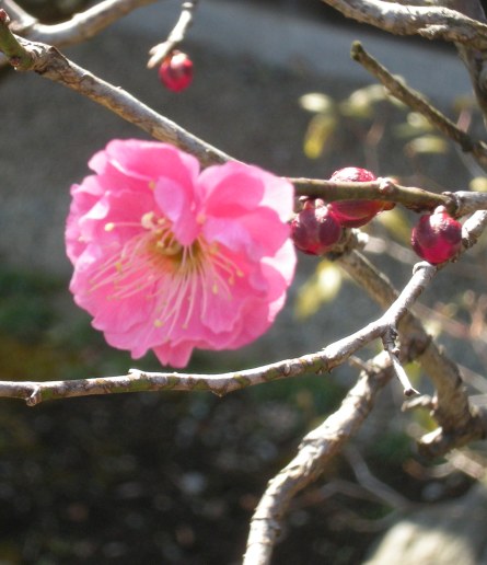 �������̖݂�