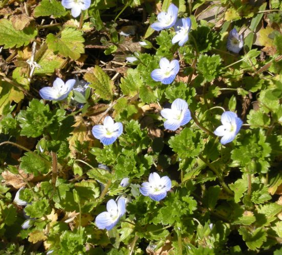 �������̖݂�