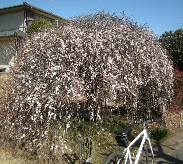 �������̖݂�