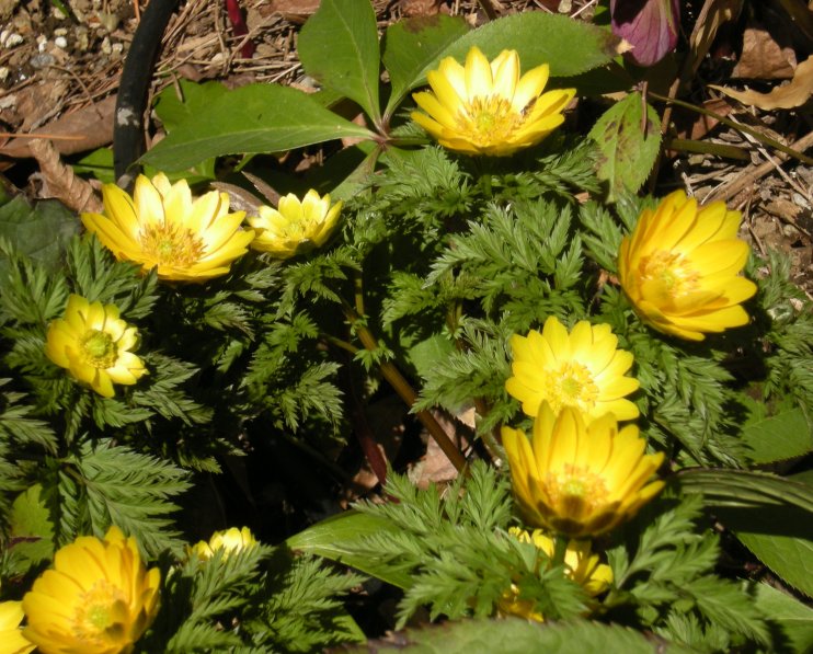 �������̖݂�