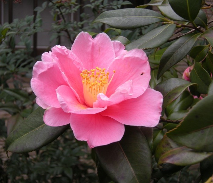 �������̖݂�