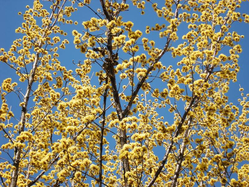 �������̖݂�