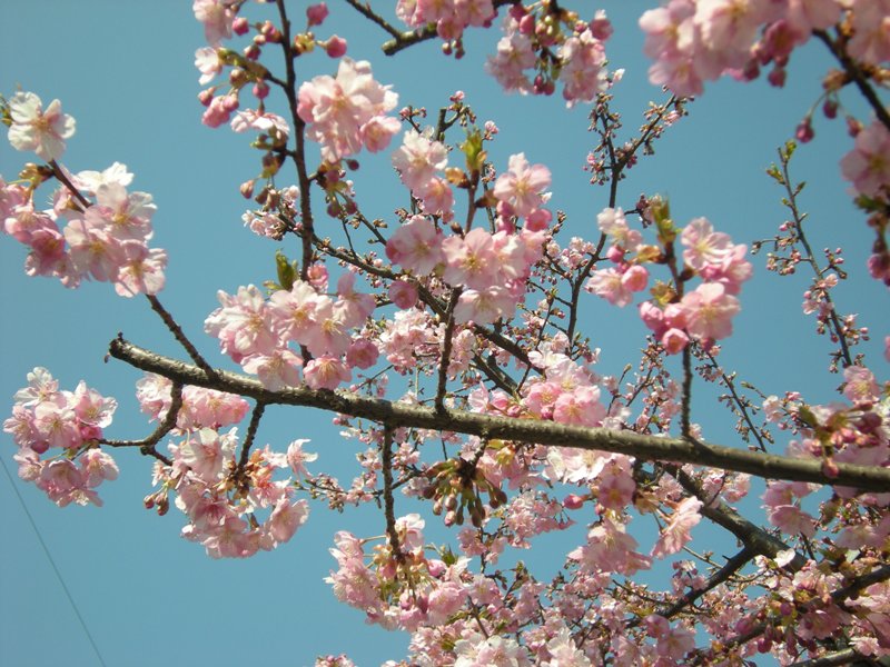 �������̖݂�