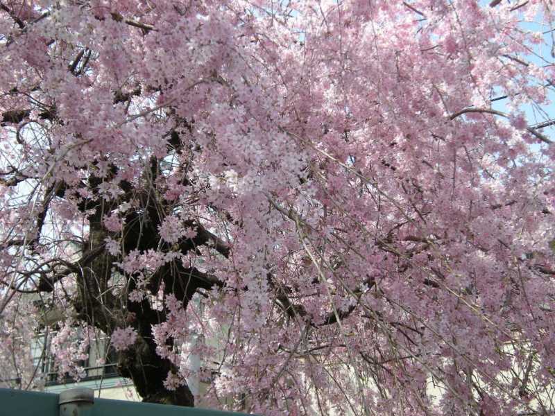 �������̖݂�