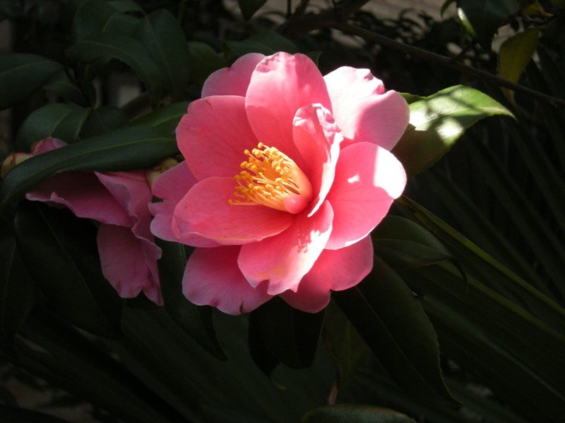 �������̖݂�