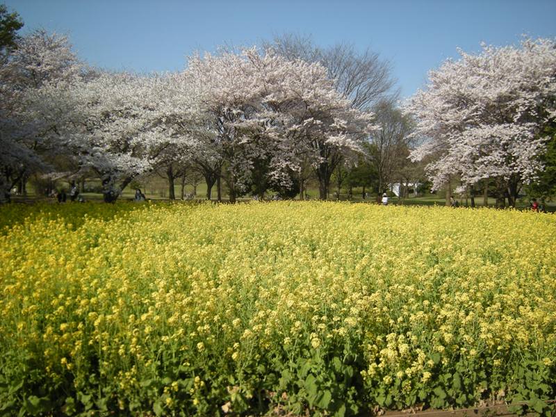 �������̖݂�