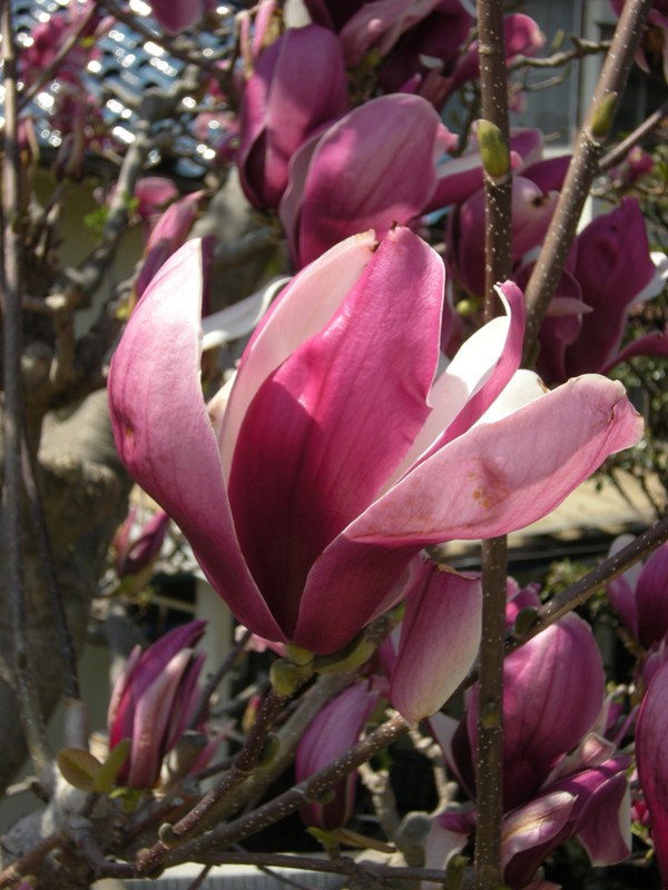 �������̖݂�