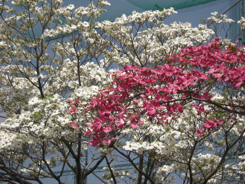 �������̖݂�