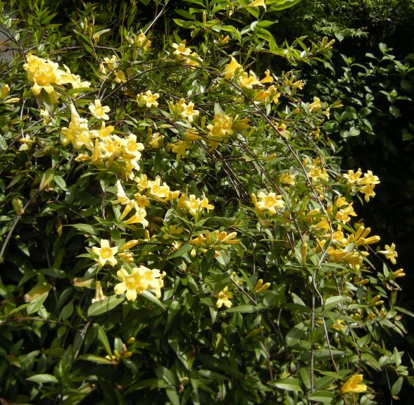 �������̖݂�