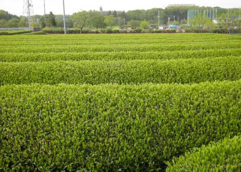 �������̖݂�