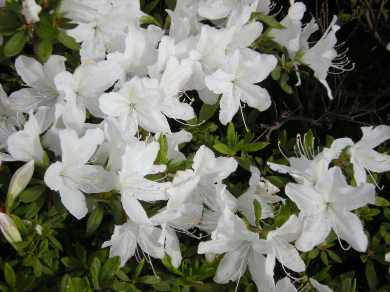 �������̖݂�