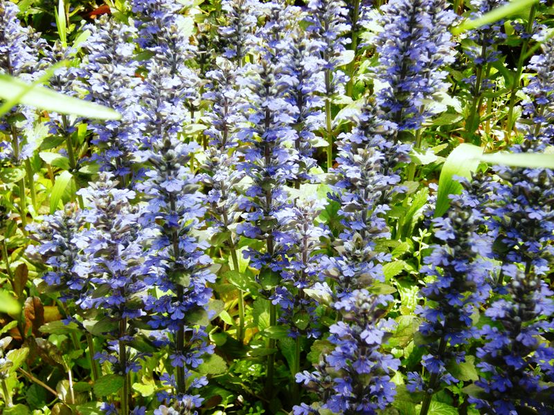 �������̖݂�