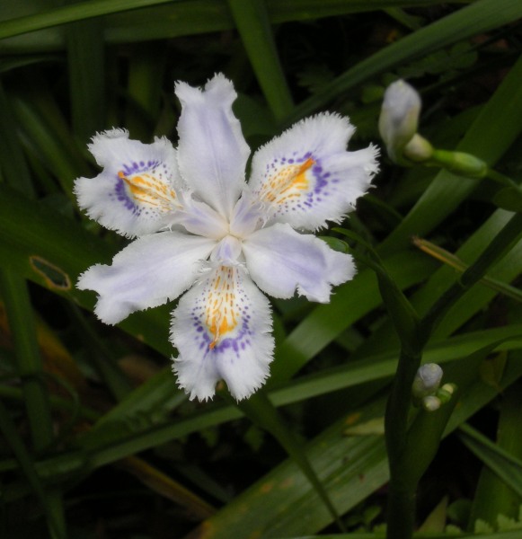 �������̖݂�