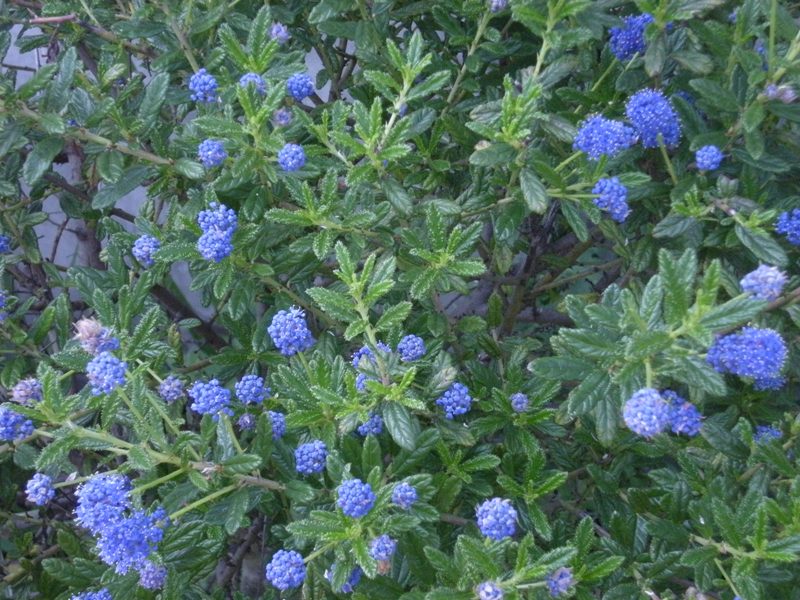 �������̖݂�