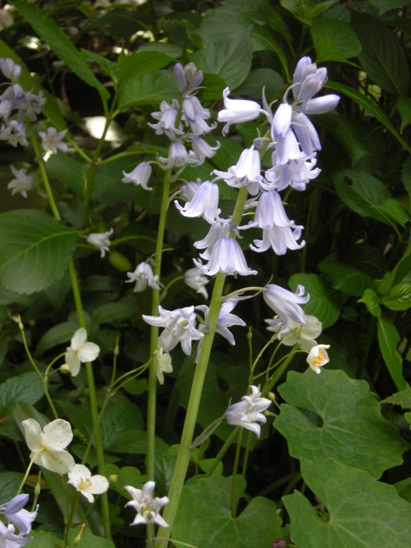 �������̖݂�