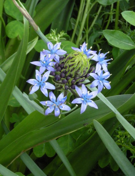 �������̖݂�