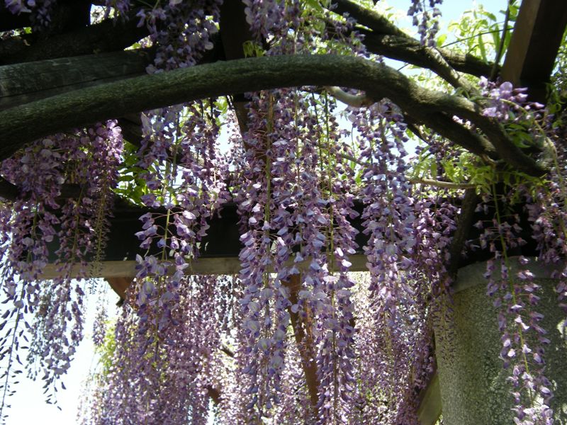 �������̖݂�