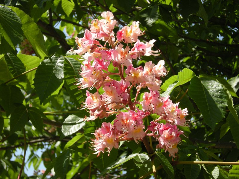 �������̖݂�