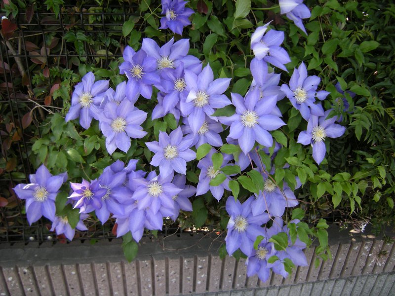 �������̖݂�