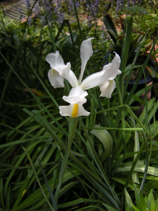 �������̖݂�