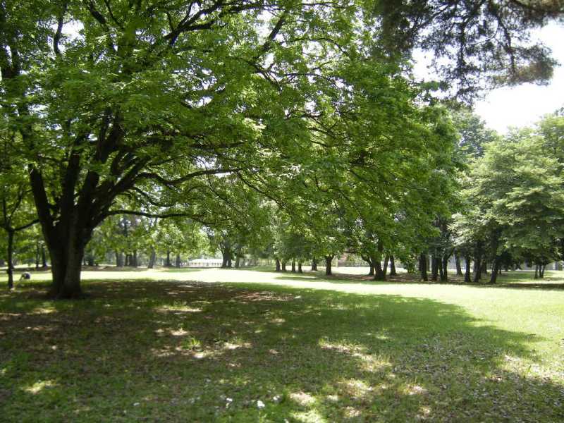 �������̖݂�