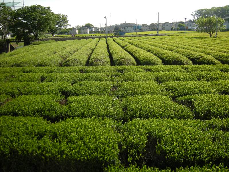 �������̖݂�