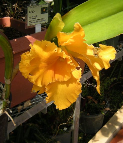 �������̖݂�