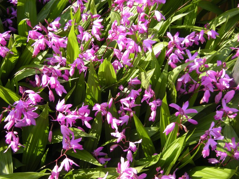 �������̖݂�